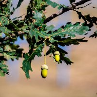 *** :: Петр *** :: Петр