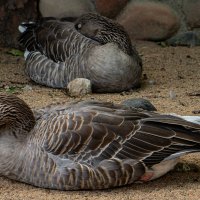 На отдыхе :: Ирина Соловьёва