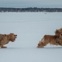 Зимние прогулки с собаками :: Павел Харлин