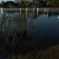 Белые ночи Санкт - Петербурга. :: Лилия *