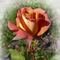 *** :: Лилия * *** :: Лилия *