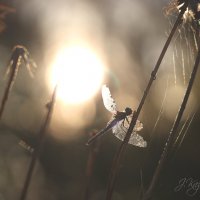 *** :: Елена Kазак (selena1965)