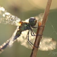 *** :: Елена Kазак (selena1965)