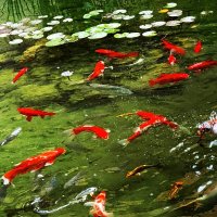 РЫБНЫЕ ЗАБАВЫ :: Анатолий Малобродский РЫБНЫЕ ЗАБАВЫ :: Анатолий Малобродский