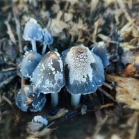 Городские грибы :: AZ east3