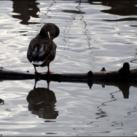 ** :: Сергей Премонишын