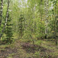 Грибные места :: Валерий Судачок Грибные места :: Валерий Судачок