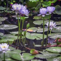 Лотосы :: Андроник Александр 
