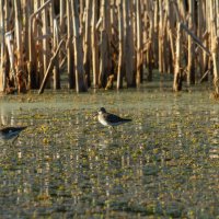 *** :: Yuri Chudnovetz