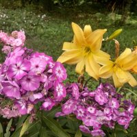 Флокс и лилейник :: Сапсан 