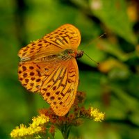 из снятого сегодня 10 :: Александр Прокудин