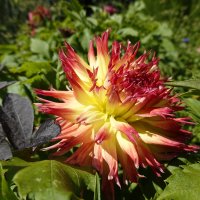 Георгины, георгины, До чего ж вы хороши! ...... :: Галина 