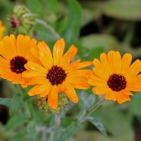 Три сестрицы под окном... :: Светлана 