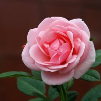 Августовская красавица :: Светлана 