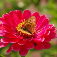 На красном цветке :: Сергей Швечков