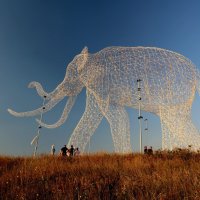 Слон :: Evgeny Mameev