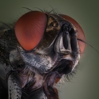 Крик. :: Олег Савицкий