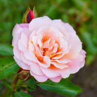 В ботаническом саду :: Ольга В ботаническом саду :: Ольга