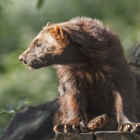 Россомаха :: SanSan 