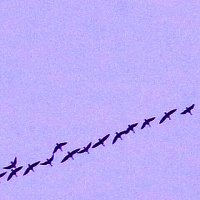 Сентябрь...Прощальная песнь журавлей! :: Владимир 