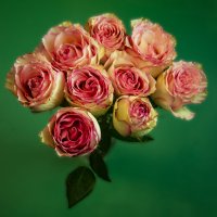 Розы :: Анатолий Чикчирный Розы :: Анатолий Чикчирный