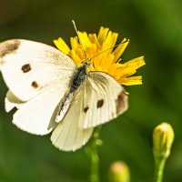 3916 :: Alex . 3916 :: Alex .