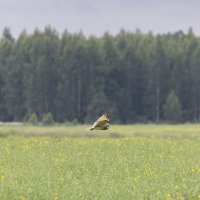 сова болотная :: юрий макаров