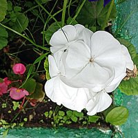 Цветы. :: Владимир Драгунский Цветы. :: Владимир Драгунский