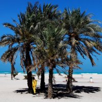 КОМУ-ТО И ПАЛЬМА БЕРЁЗКА :: Юрий Вовк