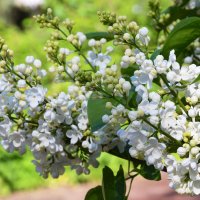 Весна в Ботаническом... Май. :: Наташа *****