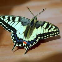 Уже пора прощаться с летом.... :: Андрей Заломленков