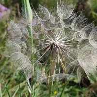 Одуванчик полевой :: Валентина Богатко Одуванчик полевой :: Валентина Богатко