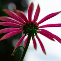 Две стороны :: Katarina Nelsio Две стороны :: Katarina Nelsio