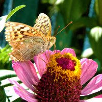 Бабочка на цветке :: Валентин Семчишин Бабочка на цветке :: Валентин Семчишин