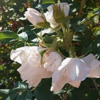 Нежность :: Елена Семигина