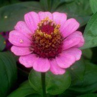 Циния :: Елена Семигина