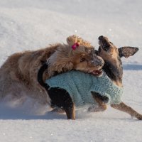 Зимние прогулки с друзьями :: Павел Харлин