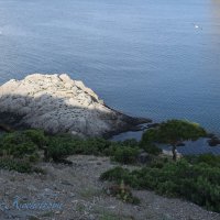 Природа Крыма :: Amazing Cosmea