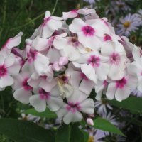 Флокс метельчатый Алёнушка :: Дмитрий Никитин