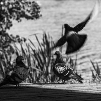 Третий лишний. :: Алексей Ковынев