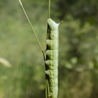 Гусеница бражника-языкана :: Константин Штарк