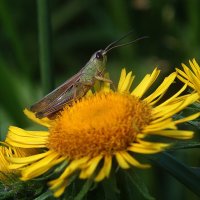 *** :: Зоя Мишина *** :: Зоя Мишина