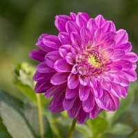 * :: Svetlana Galvez