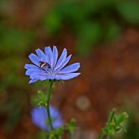 Лето. Краски.... :: Evgeny Mameev