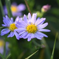 Ромашки :: Ольга 