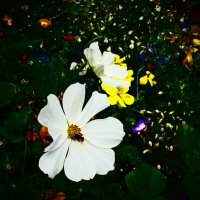 Летние этюды 81 :: Алексей Кузнецов