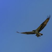 Удачно порыбачил )) :: Дмитрий 