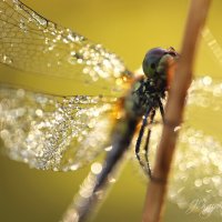 *** :: Елена Kазак (selena1965) *** :: Елена Kазак (selena1965)