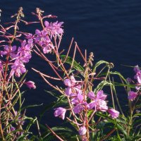 Иван-Чай :: kudrni Кудрявцева