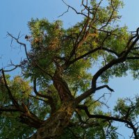 Дерево :: Александр